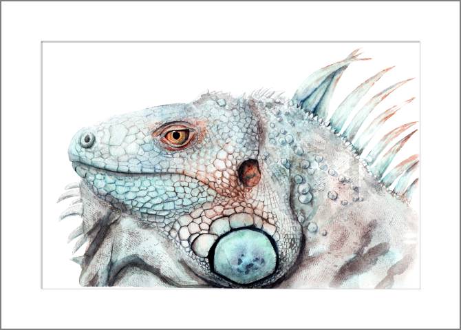 Купить и печать на заказ Картины, фото с паспарту Игуана акварель