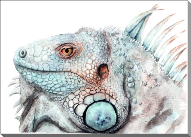 Купить и печать на заказ Картины на пластике, пеноркартоне Игуана акварель