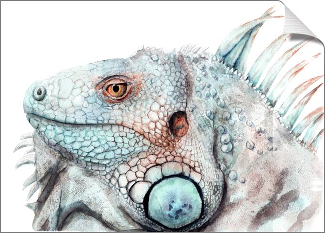 Купить и печать на заказ Картины на холсте Игуана акварель