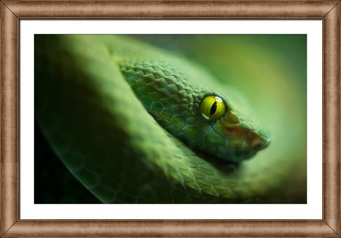 Купить и печать на заказ Картины в рамке, багете Змея крупным планом