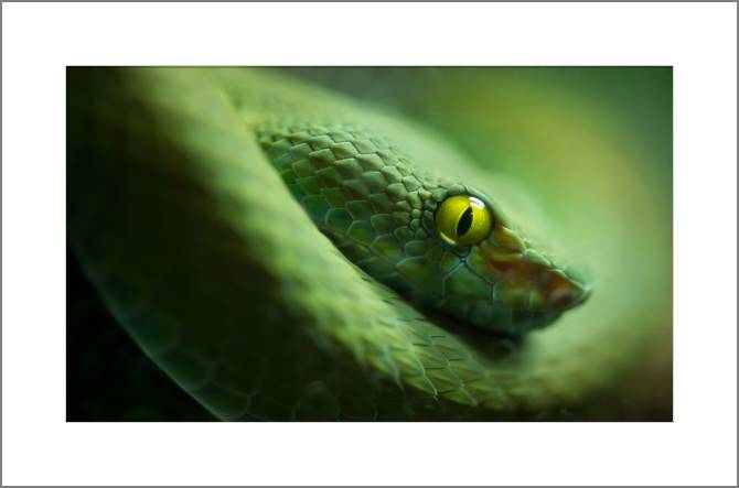 Купить и печать на заказ Картины, фото с паспарту Змея крупным планом