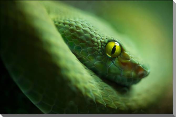 Купить и печать на заказ Картины на пластике, пеноркартоне Змея крупным планом