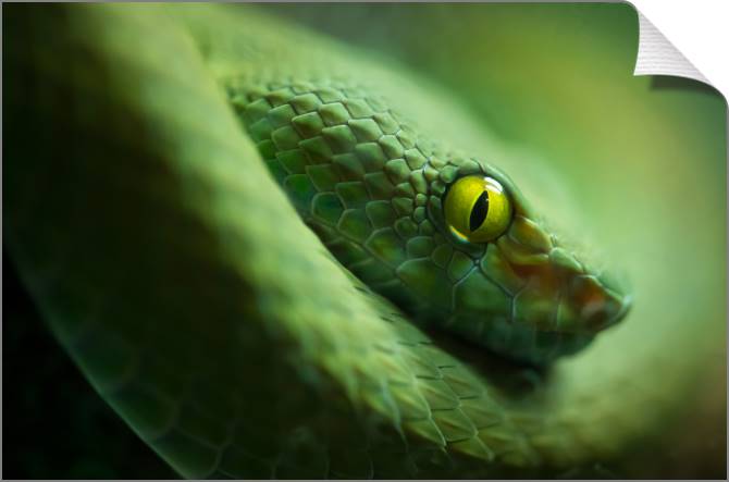 Купить и печать на заказ Картины на холсте Змея крупным планом