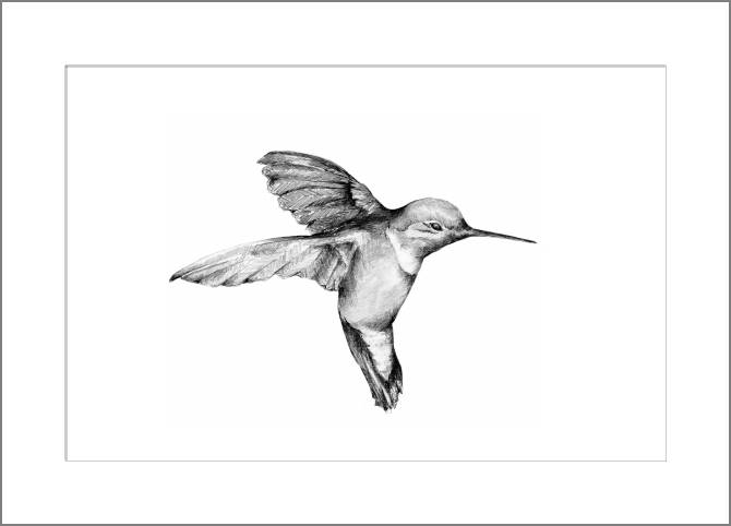 Купить и печать на заказ Картины, фото с паспарту Колибри графика