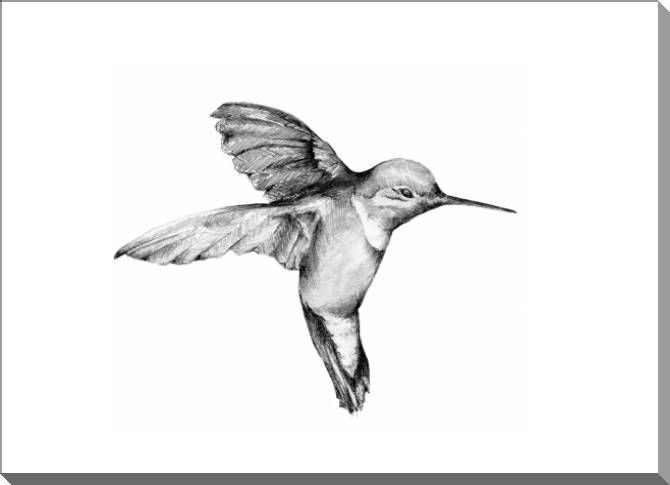 Купить и печать на заказ Картины на пластике, пеноркартоне Колибри графика