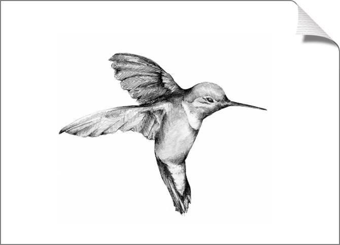 Купить и печать на заказ Картины на холсте Колибри графика