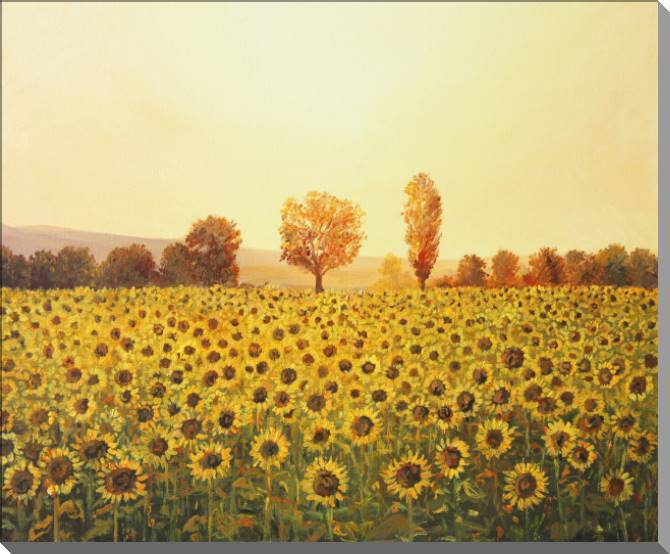 Картины на пластике, пеноркартоне Sunset and a field of sunflowers