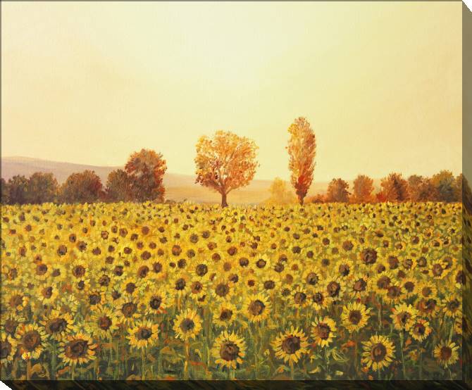 Картины на холсте Sunset and a field of sunflowers
