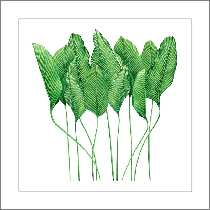 Купить и печать на заказ Картины, фото с паспарту Тропические листья акварель