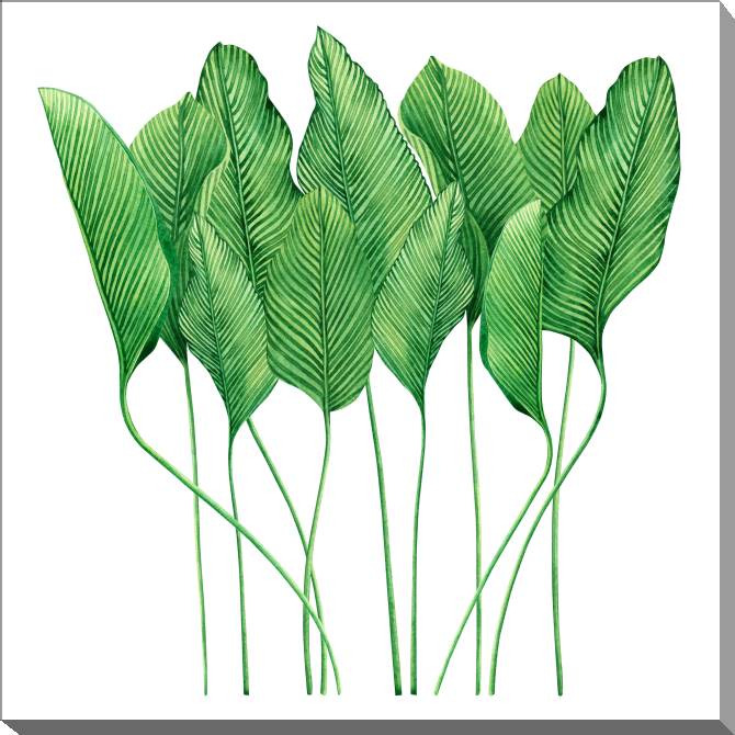 Купить и печать на заказ Картины на холсте Тропические листья акварель