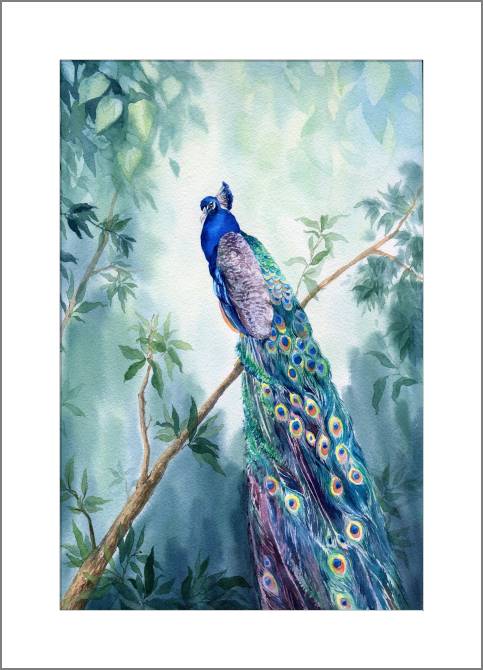 Купить и печать на заказ Картины, фото с паспарту Живописный павлин акварель