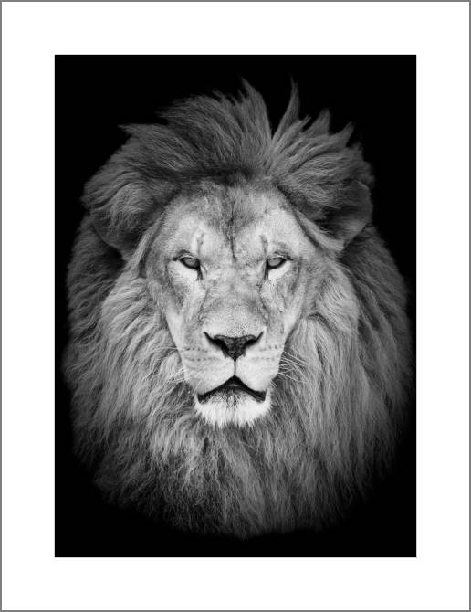 Купить и печать на заказ Картины, фото с паспарту Лев на черном фоне