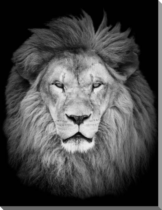 Paintings on plastic, foam cardboard Lion on a black background