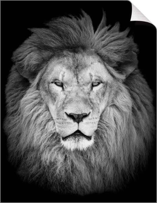Купить и печать на заказ Картины на холсте Лев на черном фоне