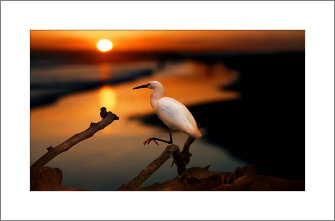 Купить и печать на заказ Картины, фото с паспарту Цапля на закате