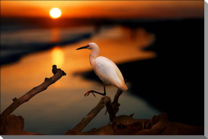 Картины на пластике, пеноркартоне Heron at sunset