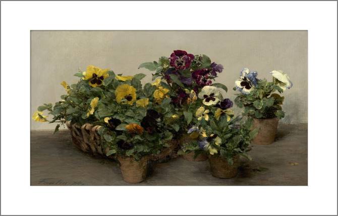 Купить и печать на заказ Картины, фото с паспарту Анютины глазки