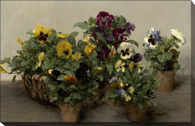 Картины на холсте Pansy (Henri Fantin-Latour)