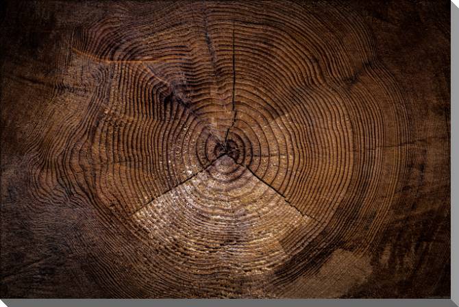 Картины на пластике, пеноркартоне Old cut wood