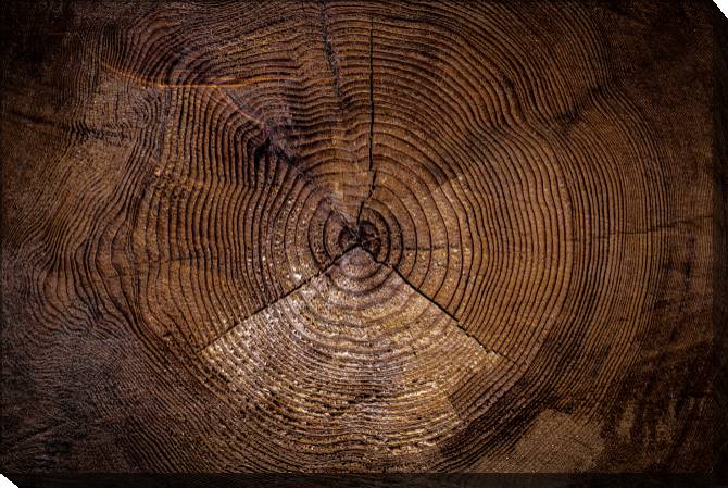 Paintings on canvas Old cut wood