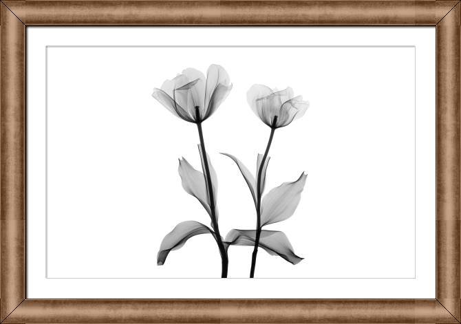 Купить и печать на заказ Картины в рамке, багете Два прозрачных тюльпана