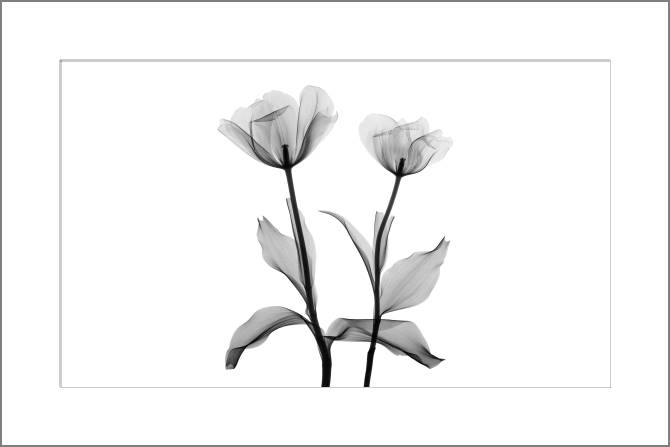 Купить и печать на заказ Картины, фото с паспарту Два прозрачных тюльпана
