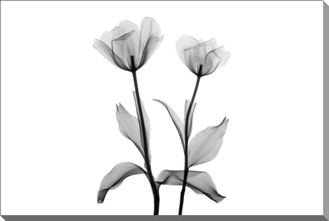 Картины на пластике, пеноркартоне A series of flowers on просвет_1