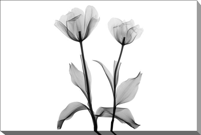 Paintings on canvas A series of flowers on просвет_1