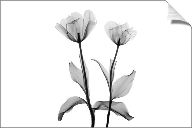 Paintings on canvas A series of flowers on просвет_1