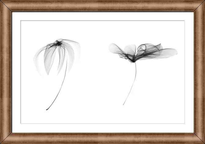 Купить и печать на заказ Картины в рамке, багете Воздушные прозрачные цветы