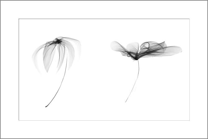 Купить и печать на заказ Картины, фото с паспарту Воздушные прозрачные цветы