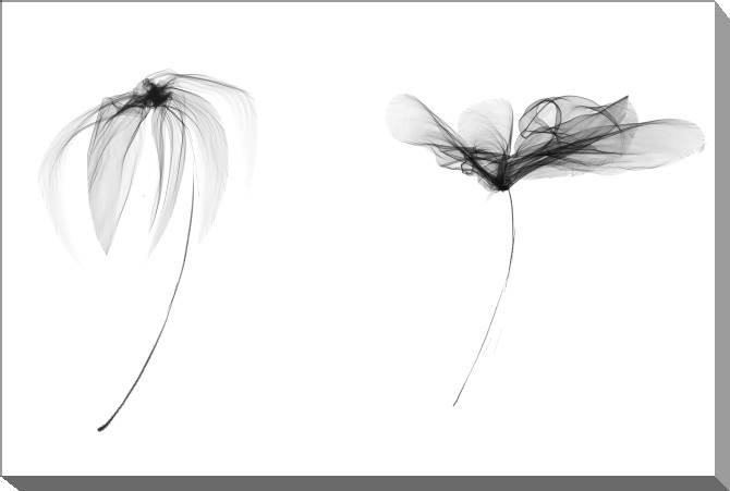 Paintings on canvas A series of flowers on просвет_2