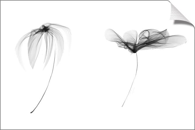 Paintings on canvas A series of flowers on просвет_2