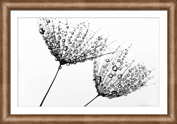 Купить и печать на заказ Картины в рамке, багете Цветы в капельках воды