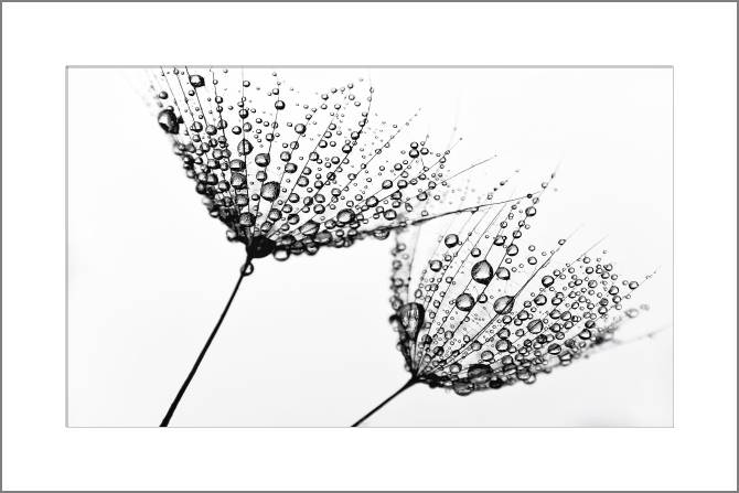 Купить и печать на заказ Картины, фото с паспарту Цветы в капельках воды