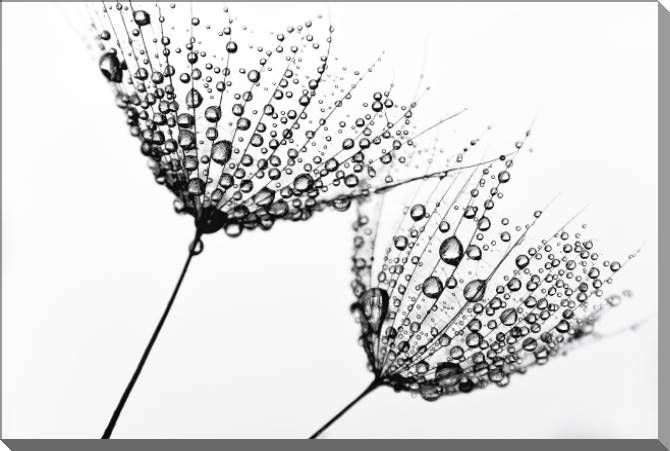 Картины на пластике, пеноркартоне A series of flowers on просвет_3