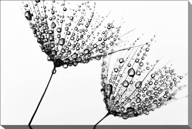 Paintings on canvas A series of flowers on просвет_3