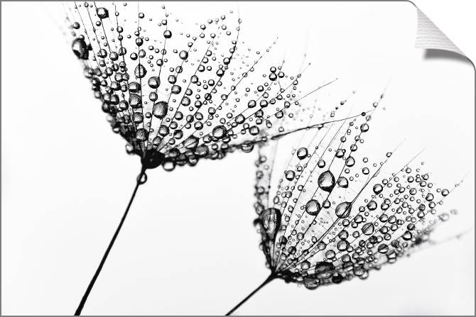 Paintings on canvas A series of flowers on просвет_3