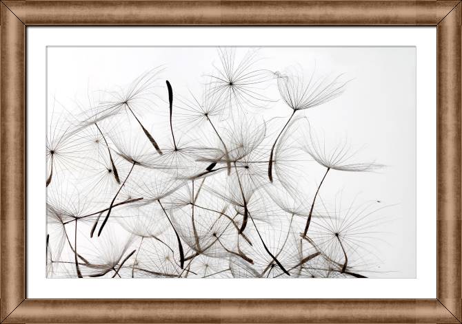 Купить и печать на заказ Картины в рамке, багете Пушинки одуванчика