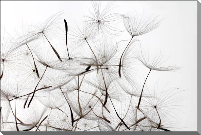 Картины на пластике, пеноркартоне A series of flowers on просвет_4