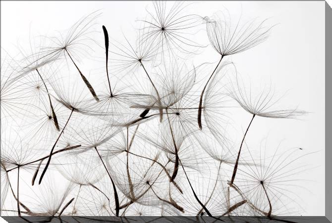 Paintings on canvas A series of flowers on просвет_4