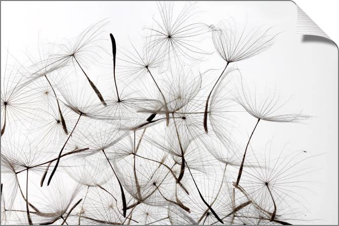 Paintings on canvas A series of flowers on просвет_4