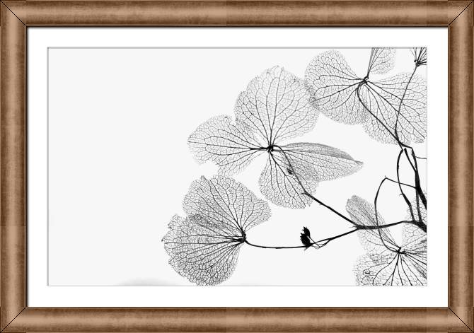 Купить и печать на заказ Картины в рамке, багете Прозрачные листочки с прожилками