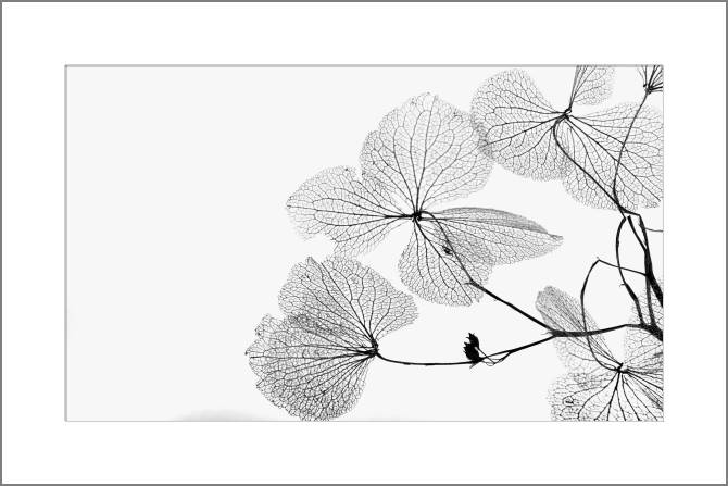 Купить и печать на заказ Картины, фото с паспарту Прозрачные листочки с прожилками