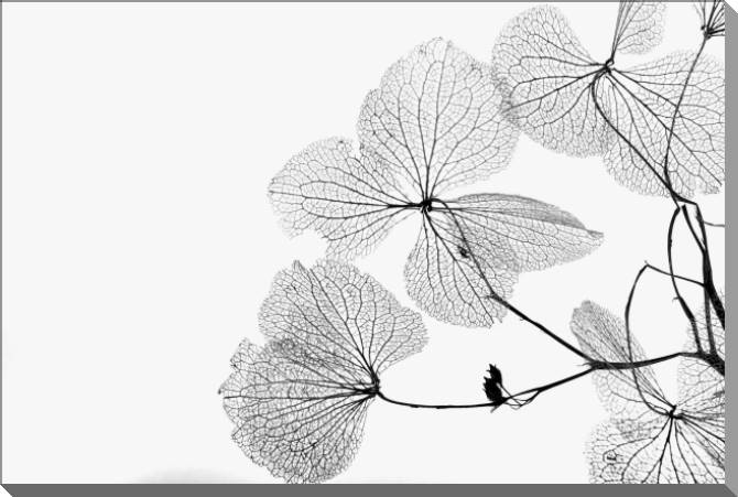 Картины на пластике, пеноркартоне A series of flowers on просвет_5