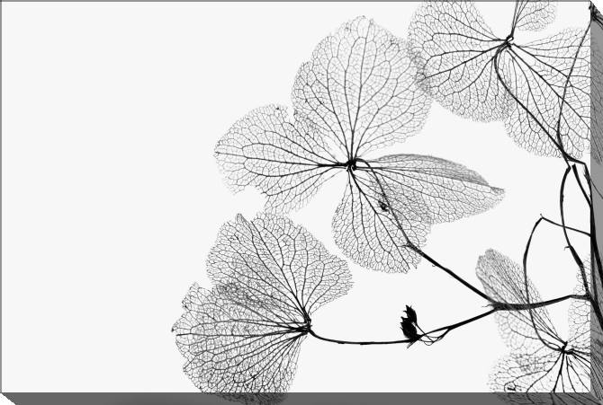 Paintings on canvas A series of flowers on просвет_5