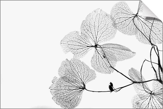 Paintings on canvas A series of flowers on просвет_5