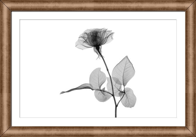 Купить и печать на заказ Картины в рамке, багете Прозрачная роза в оттенках серого