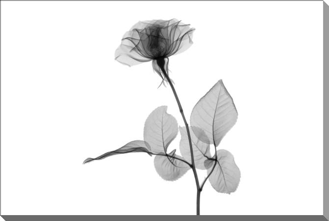 Картины на пластике, пеноркартоне A series of flowers on просвет_6