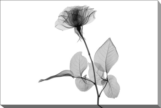 Paintings on canvas A series of flowers on просвет_6